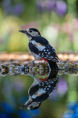 The Great Spotted Woodpecker, Dendrocopos major is sitting at the forest waterhole, reflecting in the  surface, preparing for the bath, colorful background and nice soft light