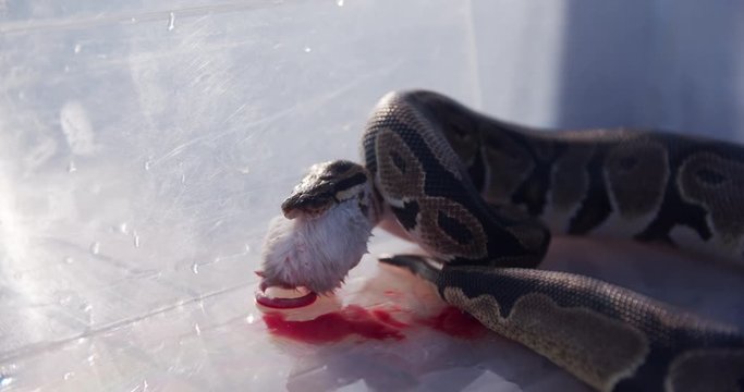 Feeding the snakes