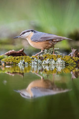 The Wood Nuthatch, Sitta europaea is sitting at the waterhole in the forest, reflecting on the surface, preparing for the bath, colorful backgound with some flower
