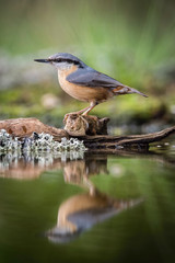The Wood Nuthatch, Sitta europaea is sitting at the waterhole in the forest, reflecting on the surface, preparing for the bath, colorful backgound with some flower