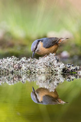 The Wood Nuthatch, Sitta europaea is sitting at the waterhole in the forest, reflecting on the surface, preparing for the bath, colorful backgound with some flower