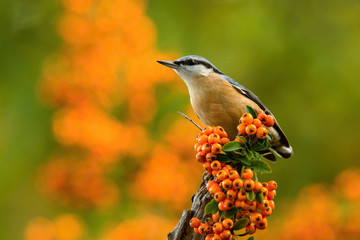 The Wood Nuthatch, Sitta europaea is sitting on the branch in the forest, colorful backgound with some flower
