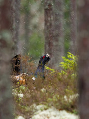 The Western Capercaillie, Tetrao urogallus, also known as the Wood Grouse, Heather Cock, or just Capercaillie in the forest, is showing off during their lekking season. They are in the typical habitat