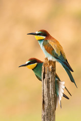 The European Bee-eaters, Merops apiaster are sitting and mating on a nice branch, during mating season, nice colorful background and soft golden light, opened wings, Czechia