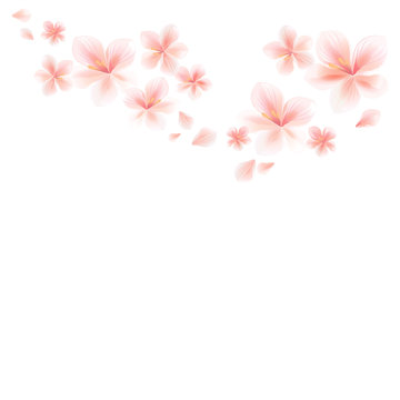 Pink Sakura flowers and flying petals isolated on White background. Apple-tree flowers. Cherry blossom. Vector Ai 10 cmyk