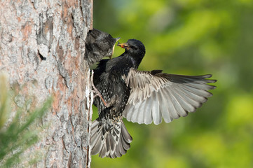 The Common Starling, Sturnus vulgaris is flying with some insect to feed its chick, the young bird is opening its beak to be feeded, pretty golden light, green background