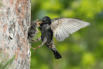 The Common Starling, Sturnus vulgaris is flying with some insect to feed its chick, the young bird...