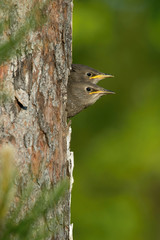 The Common Starling, Sturnus vulgaris is flying with some insect to feed its chick, the young bird is opening its beak to be feeded, pretty golden light, green background