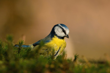 The Eurasian Blue Tit, Cyanistes caeruleus is sitting in color environment of wildlife