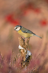 The Eurasian Blue Tit, Cyanistes caeruleus is sitting in color environment of wildlife