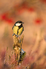 The Great Tit, Parus major, is sitting in color environment of wildlife