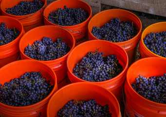 Buckets of grapes