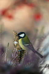 The Great Tit, Parus major, is sitting in color environment of wildlife