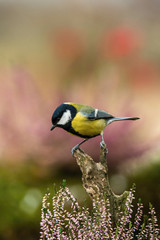 The Great Tit, Parus major, is sitting in color environment of wildlife