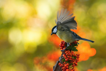 The Great Tit, Parus major, is sitting in color environment of wildlife