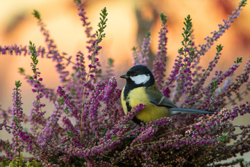 The Great Tit, Parus major, is sitting in color environment of wildlife