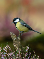 The Great Tit, Parus major, is sitting in color environment of wildlife