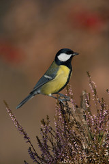 The Great Tit, Parus major, is sitting in color environment of wildlife
