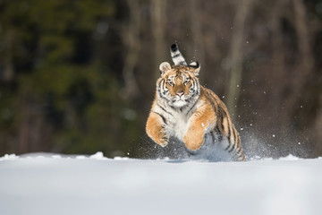 The Siberian Tiger, Panthera tigris tigris is running in the snow, in the background with snowy...