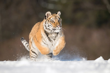 The Siberian Tiger, Panthera tigris tigris is running in the snow, in the background with snowy trees