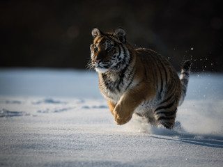 The Siberian Tiger, Panthera tigris tigris is running in the snow, in the background with snowy trees