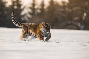 The Siberian Tiger, Panthera tigris tigris is running in the snow, in the background with snowy trees