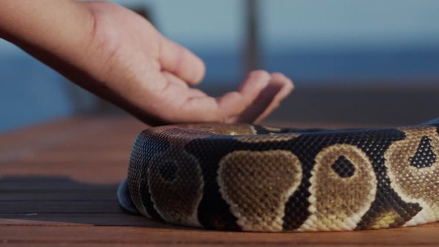 Feeding the snakes