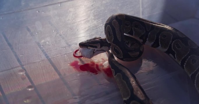 Feeding the snakes