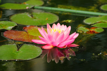 Pink Lily (Lilium) in closeup in the lake, Frankfurt am Main, Hessen, Germany