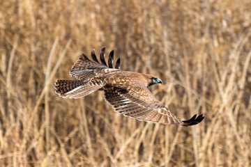 bird in flight