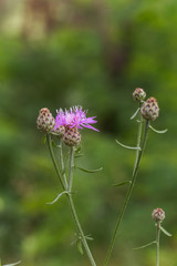 Centaurea scabiosa, a big knapweed purple flower, looks like a thistle.