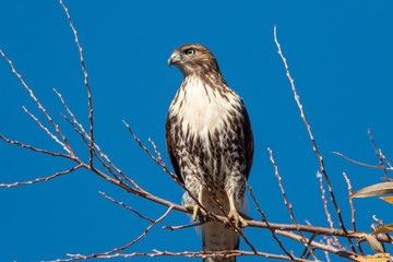 bird of prey