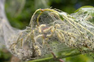 Larval Webworms Growing Togther in a Silken Web