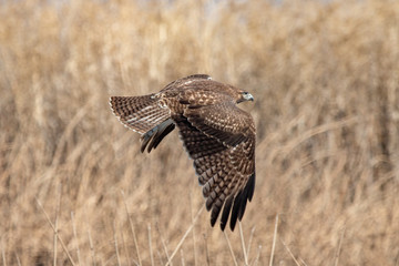 hawk in flight