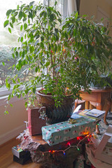 Bushy Houseplant Decorated for Christmas Replaces a Traditional Pine Tree