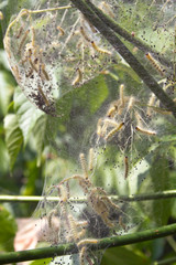 Webworm Larva In a Web Hanging From a Tree