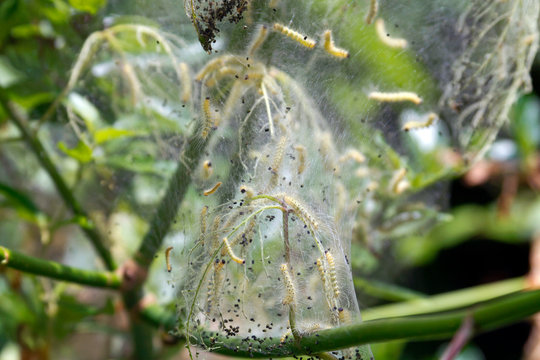 Hungry Webworms Feed Together in a Web Before Growing Into Ailanthus Webworm Moths