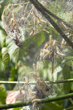 Webworm Larva In a Web Hanging From a Tree