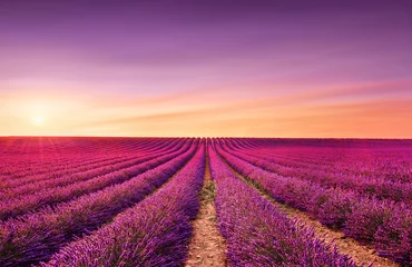 Fotobehang Lavendel Lavendelvelden bij zonsondergang. Provence, Frankrijk