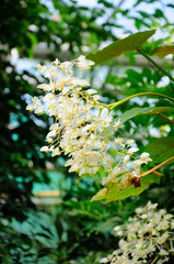 White flowers in close-up, Frankfurt am Main, Hessen, Germany