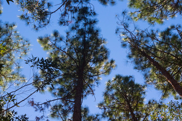 tree in the blue sky
