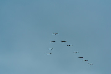 Flock of Birds Flying in a V-Formation in  a Clear Blue Sky