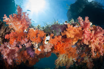 Fototapeta na wymiar Soft Corals in Raja Ampat