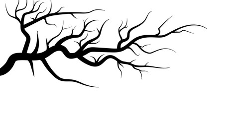 tree branches isolated