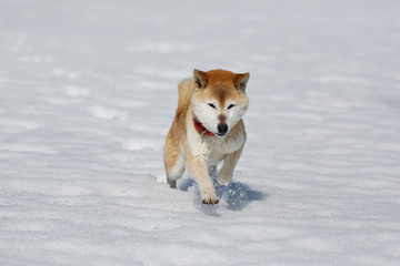 雪を蹴散らして走ってくる柴犬