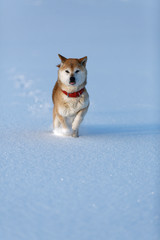 雪を蹴散らして走ってくる柴犬
