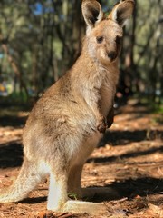 cute Kangaroo in Sydney Australia