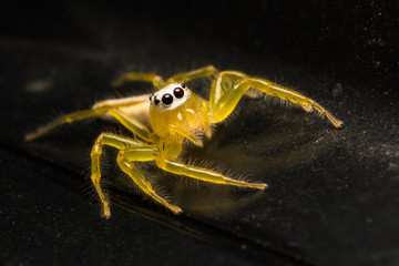 close up of yellow jumping spider or Telamonia Spider on black car roof