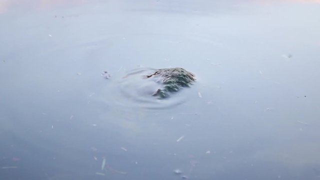 Rock in the River