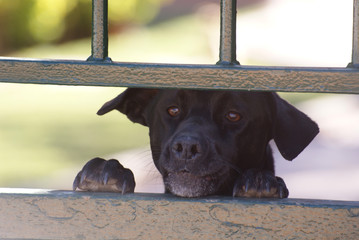 Perro pastor mallorquín negro asomándose por puerta exterior de vivienda. Ca de bestiar ladrando...